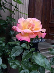 Gorgeous rose in Boston MA