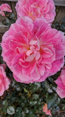 Gorgeous rose OC