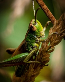 Grasshopper  UK 