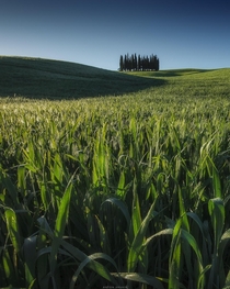 Grassland Tuscany Italy 