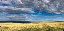 Grazin I the grass - Peyton Colorado 