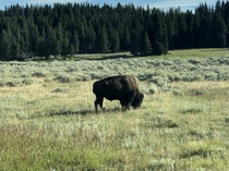 Grazing buffalo in Yellowstone National Park 