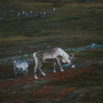 Grazing reindeer in Swedish Lapland