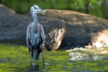 Great Blue Heron catching two fish at once 