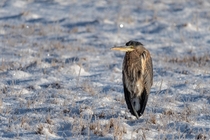 Great Blue Heron stands stoically 