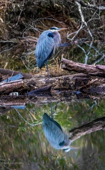 Great blue heron with his reflection