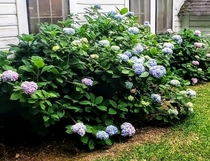 Great grandmothers hydrangeas showing out in every color