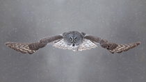 Great Gray Owl Strix Nebulosa 