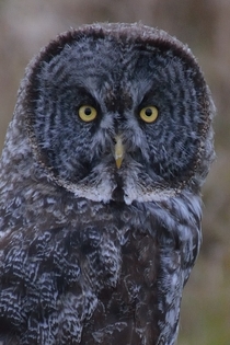 Great grey owl in Alberta Canada 