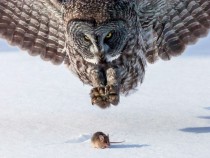 Great Grey Owl Strix nebulosa and unsuspecting prey by Tom Samuelson 