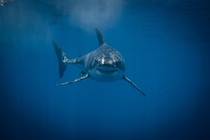 Great white encounters