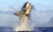 Great white shark breaching Seal Island by Chris Brunskill 