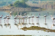 Greater Flamingos 