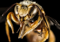 Greek Bee Icteranthidium grohmanni by Brooke Alexander  x-post rHI_Res