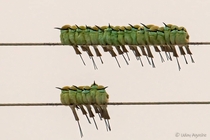 Green bee-eaters in india