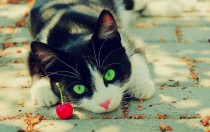 Green Eyes - Felis catus 