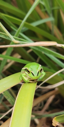 Green frog in New Zealand