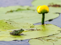 Green Frog on his pad Photo credit to Zdenek Machacek