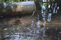 Green Frog wades in crystal-clear water of Northern Michigan 