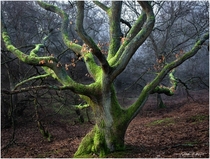 Green Gnarly Beast Kings Wood Heath and Reach UK 
