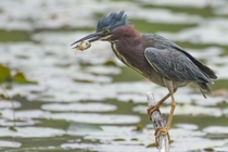 Green Heron at the Little Red Schoolhouse Nature Preserve in Willow Springs IL 