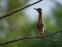 Green Heron stretching his neck 