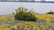 Green moss yellow lichen