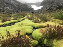 Green Mossy World - somewhere in the Olympic Range WA 