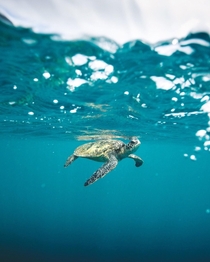 Green Sea Turtle Chelonia Mydas 