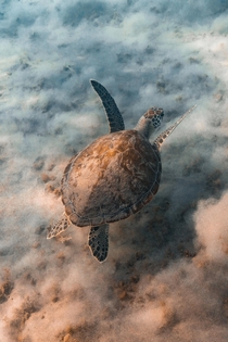 Green sea turtle cruising
