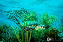 Green Sea Turtle In Bonaire 