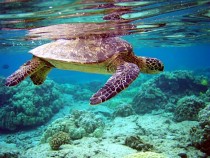 Green turtle underwater 