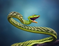 Green vine snake taken on iPhone 