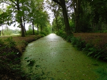 Green waterThe Netherlands   x 