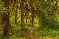 Greenest place I ever did see - Hoh Rainforest 