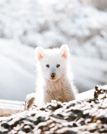 Greenland Dog Pup Photo credit to Alex H Pflaum
