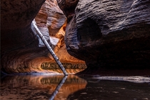 Greeted with some of the most amazing light in Zion after breaking two inch ice and swimming to arrive here 