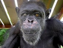 Gregoire the chimpanzee 