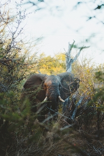 Grey Elephant Kruger National Park South Africa Photo credit to Graham Hunt