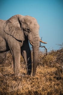 Grey Elephant Namibia Photo credit to Sergi Ferrete