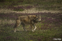 Grey Wolf - Canis lupus Photo taken in Croatia 