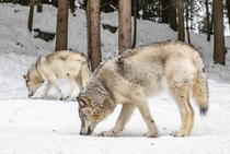 Grey Wolves Montebello Canada Photo credit to Eva Blue