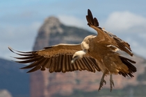 Griffon vulture - Gyps fulvus 