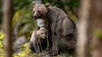 Grizzly Bear and cub Photo credit to Thomas Lipke