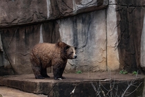 Grizzly bear Milwaukee zoo