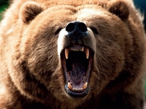 Grizzly Bear Ursus arctos 