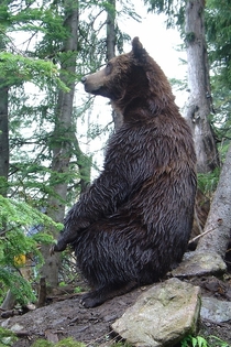 Grizzly Bear Ursus arctos horribilis 