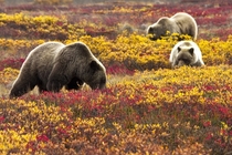 Grizzly bears Ursus arctos foraging for blueberries in Denali National Park Jacob W Frank 