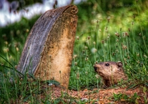 Groundhog grave robbing or maybe grave living