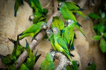 Group of Dusky-headed Parakeets at a clay lick 